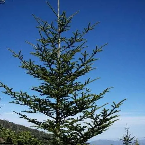 Abies fraseri - Fraser Fir