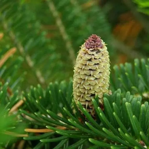 Abies fraseri - Fraser Fir