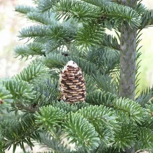 Abies fraseri - Fraser Fir