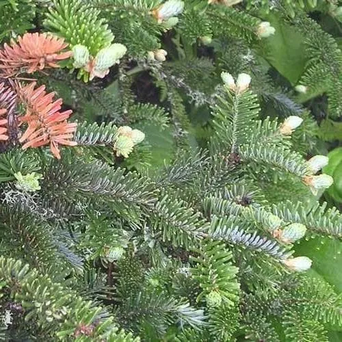 Abies fraseri - Fraser Fir