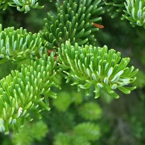 Abies fraseri - Fraser Fir