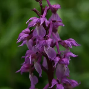 Early Purple Orchid