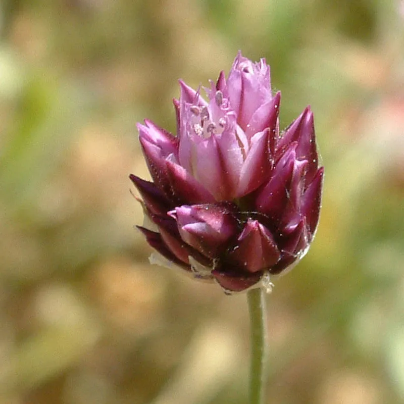 Round-Headed Leek